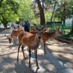 Thumbnail of post image 099